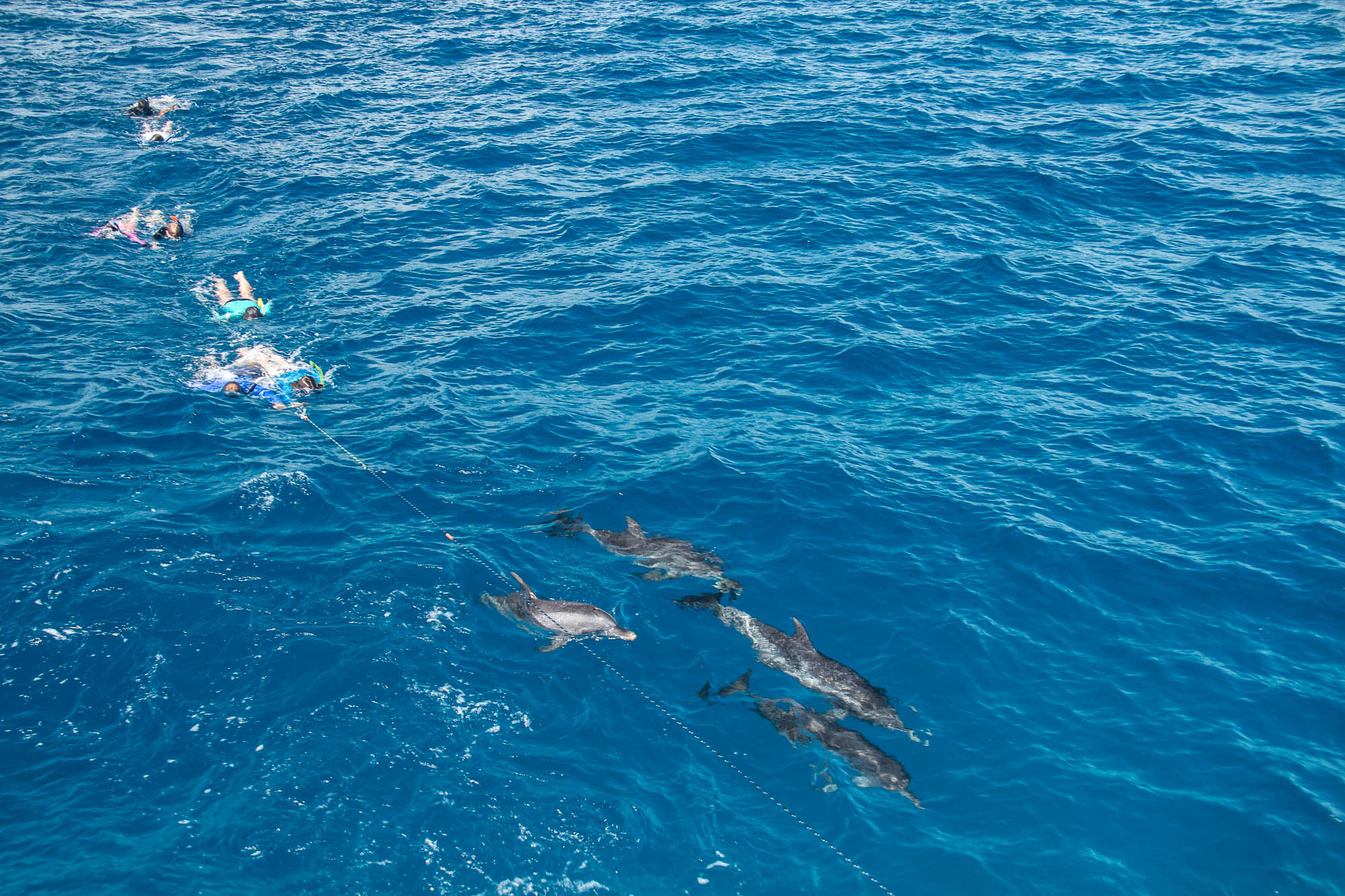 Being pulled on a rope from the boat to follow dolphins.