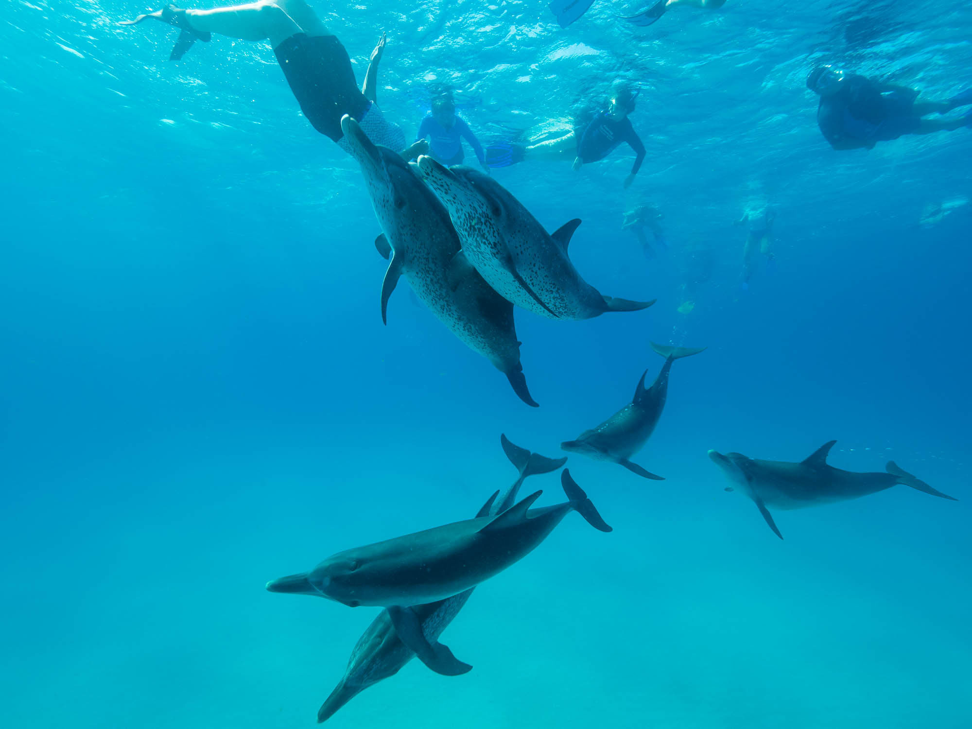Living the Dolphin Way: Swim with Wild Dolphins | Retreats | Journey to Healing