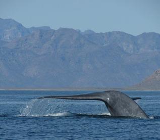 Gray Whale in San Ignacio Lagoon