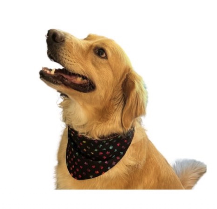 Dog wearing vibe bandana
