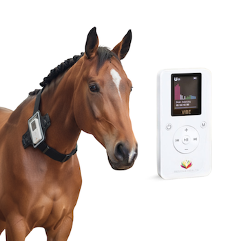 Horse weaaring vibe equine strap